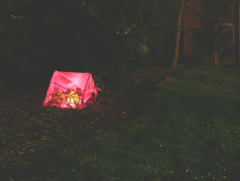 small plant tent at night